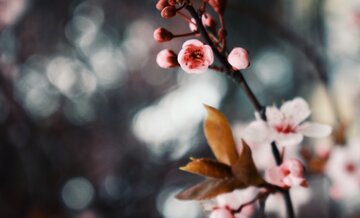 Jarní nabídka: 1 noc se snídaní zdarma